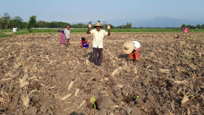 
					Petani menanam tambakau.