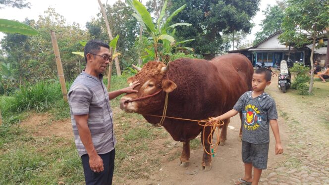 
					Ganong, Sapi Warga Sukapura Jadi Hewan Kurban Gubernur