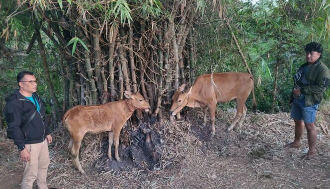 
					CURWAN: Dua ekor sapi yang ditinggalkan pelaku di Desa Patalan, Kecamatan Wonomerto, Kab. Probolinggo. (foto: Humas Polres Probolinggo Kota).