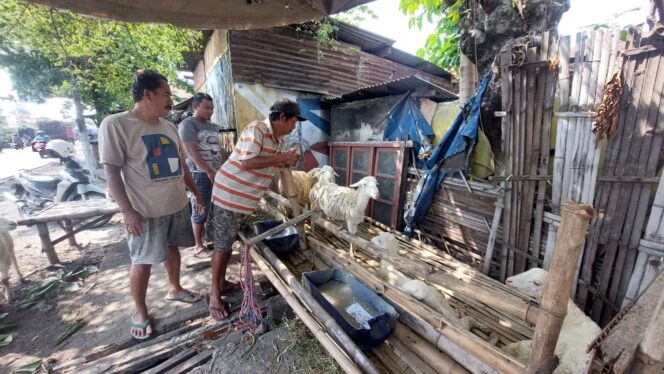 
					Andre penjual kambing di jalan KH. Hasan Genggong sedang memberi makan kambing.