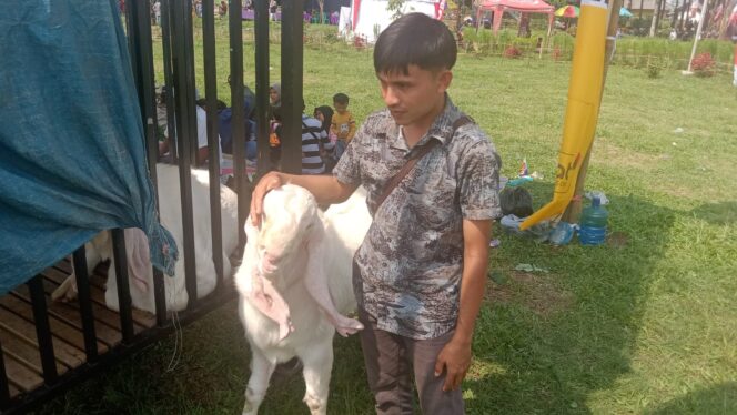 
					ANTUSIAS: Salah satu peserta kontes kambing Ras Senduro di Lumajang. (foto: Asmadi)