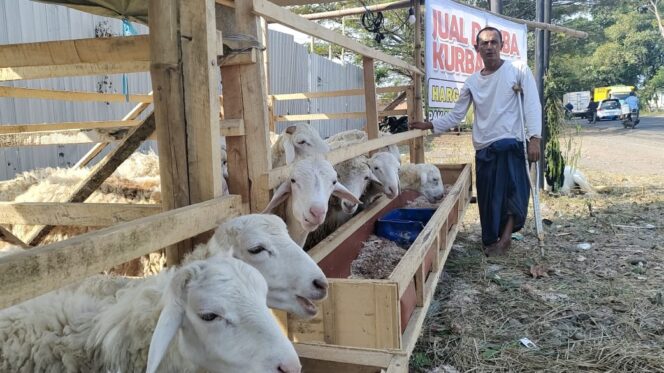 
					Ahmad sedang menjaga lapak hewan kurbannya.