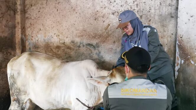 
					DIPERIKSA: Petugas kesehatan memeriksa kondisi kesehatan hewan yang akan dipotong saat Idul Adha. (foto: Asmadi)