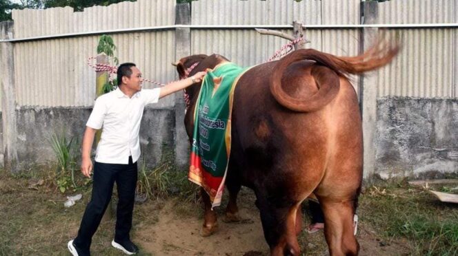 
					QURBAN: Bupati Lumajang, Thoriqul Haq, mengecek salah satu hewan qurban di wilayahnya. (foto: Asmadi)