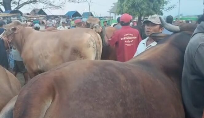 
					RAMAI: Suasana keramaian Pasar Hewan Wonoasih, Kota Probolinggo. (foto: Hafiz Rozani).