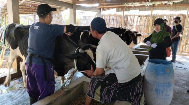 
					VAKSINASI: Sapi terpapar penyakit LSD mendapatkan vaksinasi dari petugas Dinas Kesehatan. (foto: Moh. Rois)