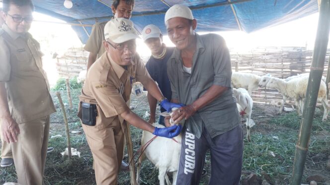 
					Asisten Administrasi Perekonomian dan Pembangunan, bersama DPKPP mengecek hewan kurban yang dijual.