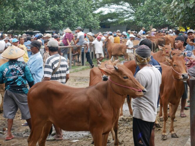 
					Menjelang Idul Adha, Sapi Kurban di Lumajang Naik