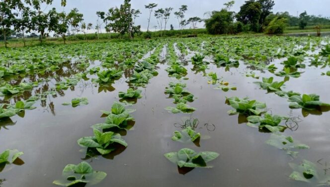 
					Puluhan Hektar Lahan Tembakau di Lumajang Terendam Banjir, Petani Pasrah