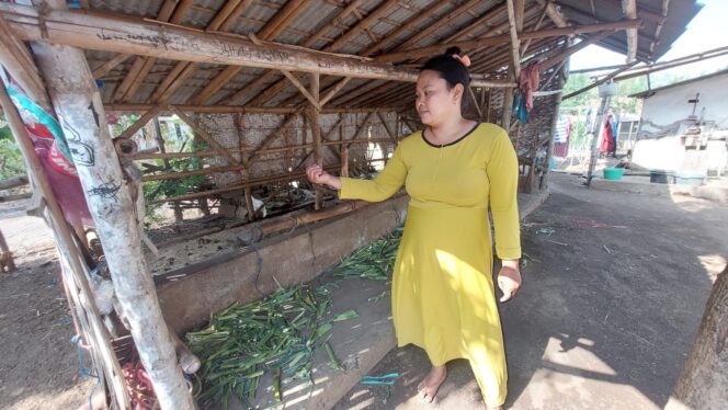 
					Sunarsih, pemilik sapi menunjukkan kandang lokasi hilangnya dua sapi anakan miliknya.