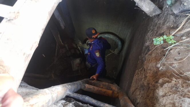 
					Petugas damkar Pemkot Probolinggo menangkap landak (Foto: Istimewa). 