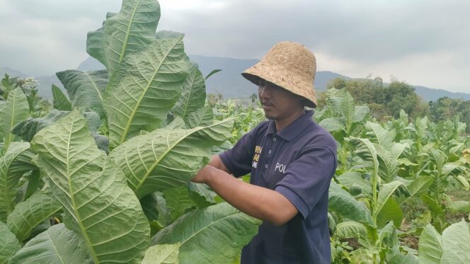 
					Harga di Luar Bagus, Petani Harap Gudang Tembakau Lokal Tidak Segera Buka