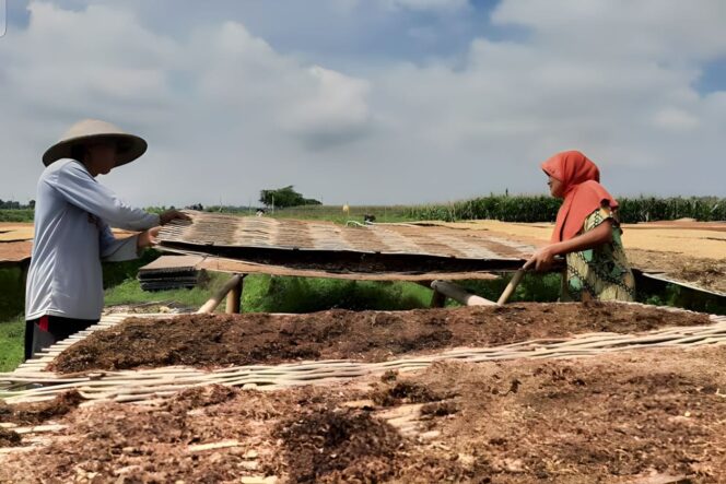 
					JEMUR: Sepasang petani di Lumajang tengah menjemur tembakau hasil panennya. (foto: Asmadi)