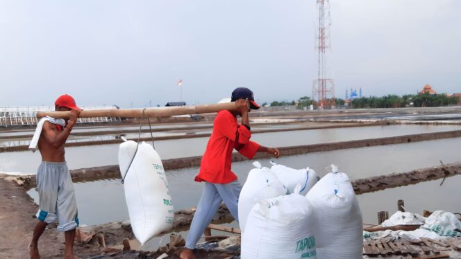 
					PANEN: Aktifitas petani garam di Kabupaten Probolinggo saat panen garam ditambak. (foto: AlinYa'lu)