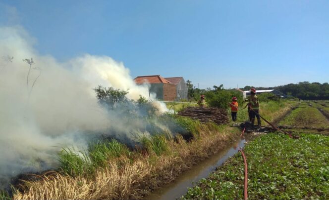 
					Petugas damkar berjubaku memadamkan lahan yang terbakar (Foto: Istimewa).