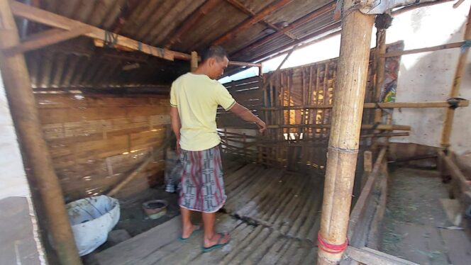 
					Suparman, pemilik sapi menunjukkan lokasi sapinya di kandang yang raib dicuri.