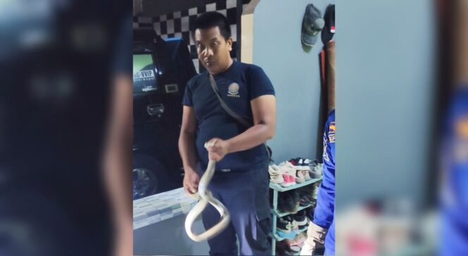 
					BERBAHAYA: Petugas Damkar Kota Probolinggo usai menangkap ular cobra yang masuk ke rumah warga. (foto: Hafiz Rozani).