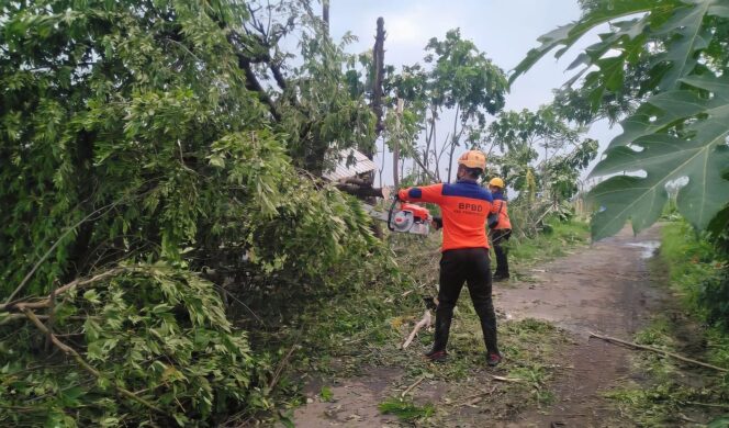 
					CUACA EKSTREM: Petugas BPBD Kab. Probolinggo memotong pohon yang tumbang akibat cuaca ekstrem. (foto: Dok)