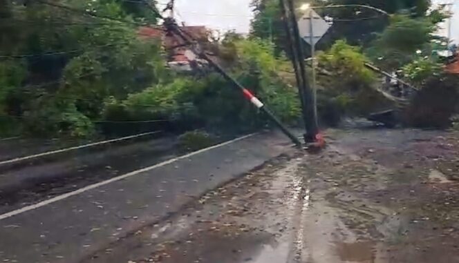 
					TUMBANG: Pohon tumbang akibat hujan dan angin kencang, membuat jalur Pasuruan - Malang lumpuh. (foto: Moh. Rois)