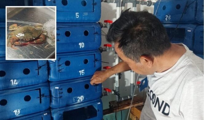 
					KREATIF! Rahmad Sudaryanto sedang membersihkan tempat budi daya kepiting di rumahnya. (foto: Hafiz Rozani/.