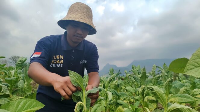 
					TAK TERSENTUH DBHCHT; Seorang petani tembakau tengah memeriksa tanaman tembakau di sawahnya. (foto: dok).