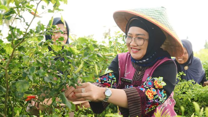 
					Pj Bupati Lumajang, Indah Wahyuni saat mengikuti panen raya cabai rawit varietas 212 ori di Desa Bades, Jumat (12/1/24) (foto: Asmadi).