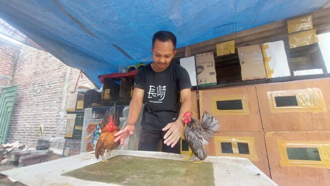 
					KREATIF: Dwiki Maulana sedang merawat ayam serama yang ia budidayakan. (foto: Hafiz Rozani).