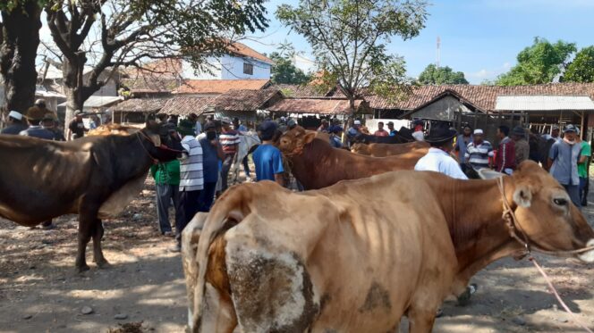 
					RAMAI: Aktifitas pedagang dan pembeli ternakbdi Pasar Hewan Besuk beberapa waktu lalu. (foto: dok).