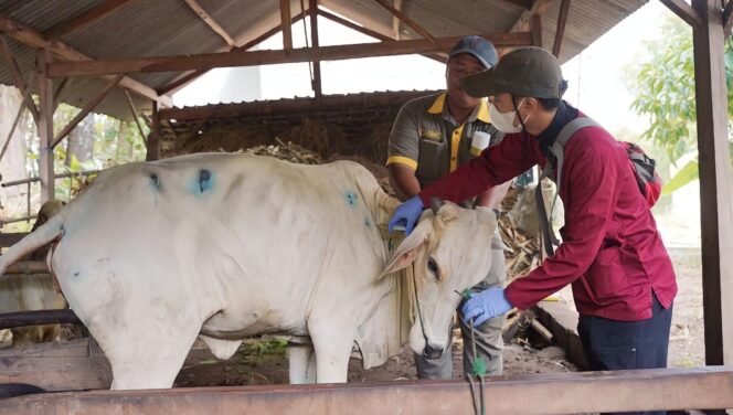 
					BENJOL: Seekor sapi mengalami benjol-benjol pada kulitnya setelah terkena penyakit lato-lato. (foto: Istimewa).