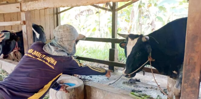 
					RESAH: Seorang peternak di Kabupaten Pasuruan tengah memberi pakan sapi di kandang. (foto: Moh. Rois)