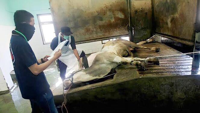 
					HARUS BERSERTIFIKAT HALAL: Persiapan pemotongan hewan di salah satu RPH di Kabupaten Lumajang. (foto: Asmadi).