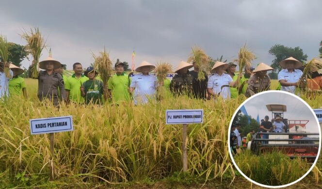 
					PANEN RAYA: Panen raya padi Desa Seboro, Kecamatan Krejengan,  Kabupaten Probolinggo, Rabu (13/3/24). (foto: Ali Ya'lu).
