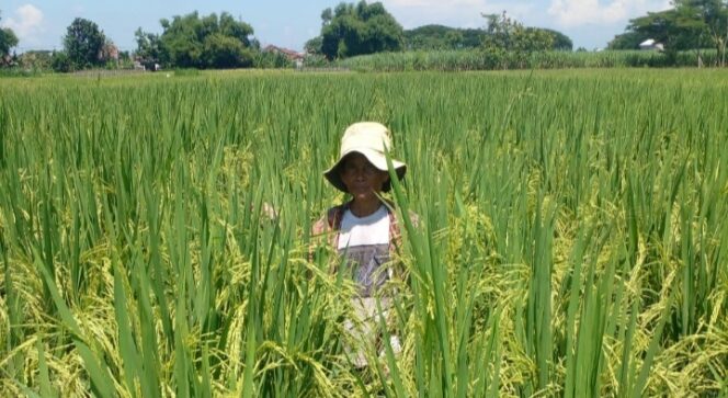 
					RESAH: Seorang petani tengah mengecek tanaman padi di sawahnya. (foto: Asmadi).