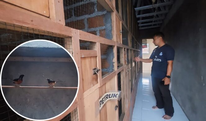 
					INSPIRATIF! Khoirul Anam sedang mengecek kandang tempat budi daya burung murai. Insert: Murai Medan hasil budidaya. (foto: Hafiz Rozani).