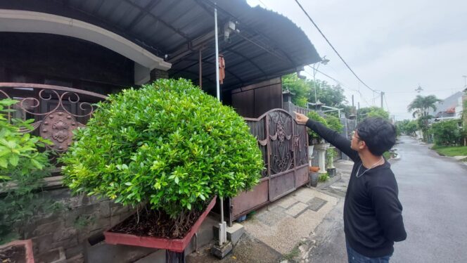 
					KEMALINGAN: Pemilik rumah menunjukkan lokasi burung kenari yang dicuri maling. (foto; Hafiz Rozani).