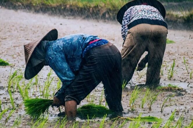 
					SULIT PUPUK: Dua orang petani di Lumajang sedang menanam bibit padi. (foto: Asmadi).