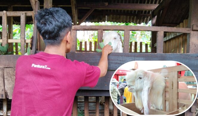 
					MENGGIURKAN: Seorang peternak kambing etawa ras Senduro tengah mengamati kambing hasil budidayanya. (foto: Asmadi).