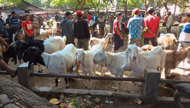 
					NAIK: Harga kambing di Pasar di Kabupaten Pasuruan mulai meroket mendekati Idul Adha. (foto: Moch. Rois).