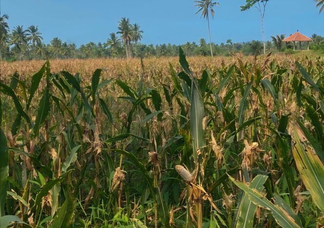 
					RUSAK: Hamparan tanaman jagung petani Lumajang yang diserang hama tikus. (foto: Asmadi).