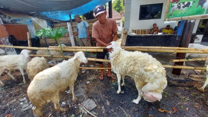 
					MUSIMAN: Penjual kambing di Jalan KH. Hasan Genggong, Kota Probolinggo, sedang menjaga dagangannya. (foto: Hafiz Rozani).