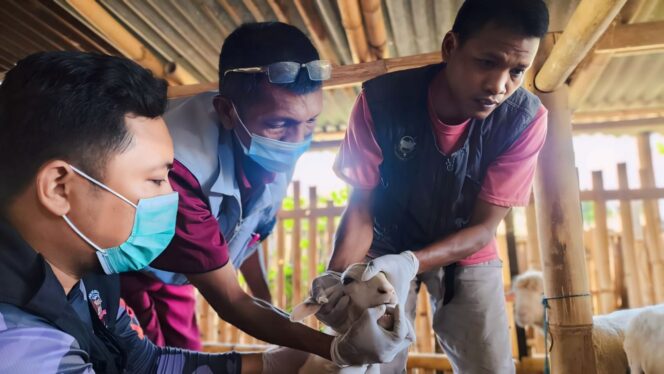 
					CEK: Petugas Disperta Kabupaten Probolinggo saat mengecek hewan milik Umar di Desa Sumberanyar, Kecamatan Paiton. (foto: Ali Ya'lu).