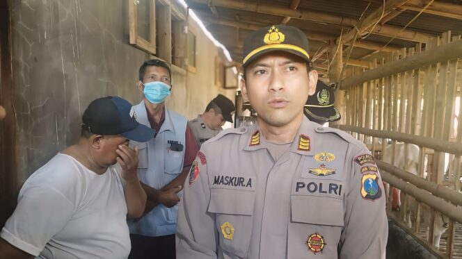 
					BURU PENYEBAR HOAKS: Kapolsek Paiton, AKP Maskur Anshori, saat menyisir lokasi peternakan kambing bersama Dinas Pertanian Kabupaten Probolinggo. (foto: Ali Ya'lu).