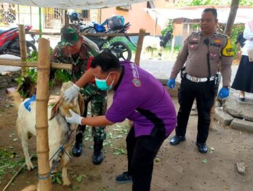 JELANG IDUL ADHA: Petugas Dias Peternakan dan Kesehatan Hewan Kabupaten Pasuruan saat mengecek kondisi kesehatan kambing. (Foto; Moh. Rois).