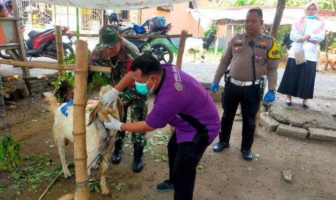 
					JELANG IDUL ADHA: Petugas Dias Peternakan dan Kesehatan Hewan Kabupaten Pasuruan saat mengecek kondisi kesehatan kambing. (Foto; Moh. Rois).