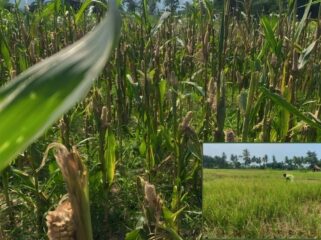 DISERANG HAMA: Puluhan hektar tanaman padi dan jagung di Desa Kloposawit, Kecamatan Candipuro, Kabupaten Lumajang, rusak diserang tikus. (foto: Asmadi).