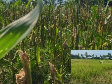 DISERANG HAMA: Puluhan hektar tanaman padi dan jagung di Desa Kloposawit, Kecamatan Candipuro, Kabupaten Lumajang, rusak diserang tikus. (foto: Asmadi).