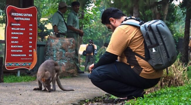ABADIKAN MOMEN: Seorang fotografer sedang mengabadikan momen saat satwa Taman Safari Indonesia Prigen beraktivitas. (foto: Moh. Rois).
