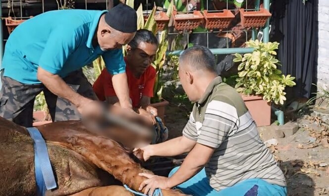 
					KETIBAN BERKAH: Hartono saat memotong sapi qurban milik warga Lumajang. (foto: Asmadi).