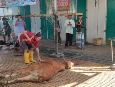 CEK: Jajaran MUI Kota Probolinggo melihat proses pemotongan hewan di RPH di kota setempat. (Hafiz Rozani).