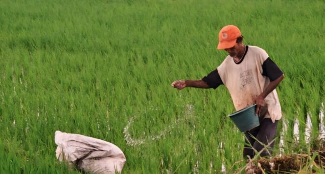 
					LANGKA: Seorang petani di Kabupaten Lumajang sedang menaburkan pupuk ke area tanaman padi. (foto: Asmadi).